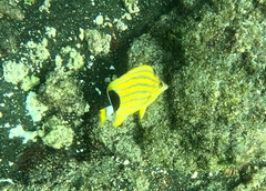 Chaetodon fremblii