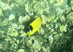 Chaetodon fremblii