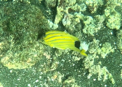 Chaetodon fremblii