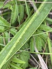 Aloe cooperi
