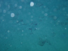 Trachinotus falcatus