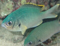 Azurina multilineata