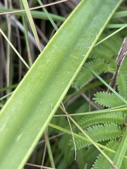 Aloe cooperi