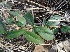 Cuphea campylocentra