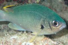 Azurina multilineata