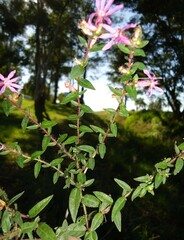 Cuphea campylocentra