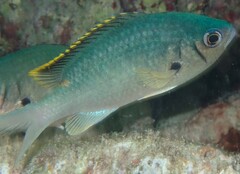 Azurina multilineata