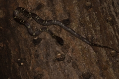 Lycodon anamallensis