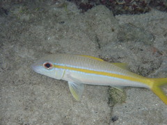 Mulloidichthys martinicus