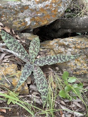Ledebouria revoluta