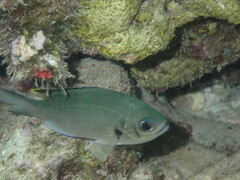 Azurina multilineata