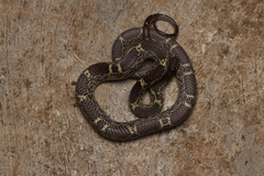 Lycodon anamallensis