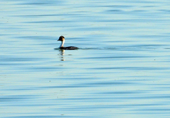 Podiceps occipitalis