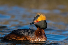 Podiceps auritus