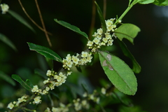 Ilex maximowicziana