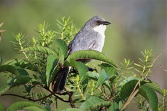 Microspingus cinereus