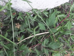 Ampelopsis japonica