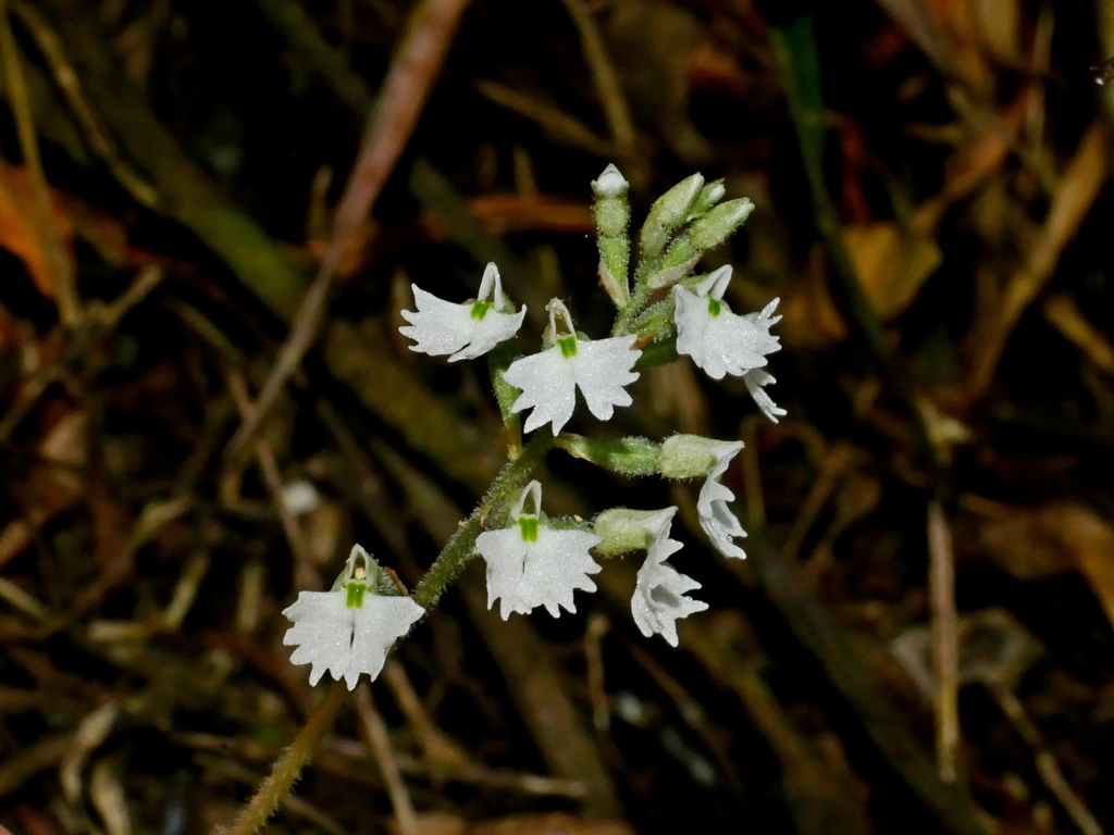 Cheirostylis chinensis