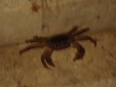Gecarcinus