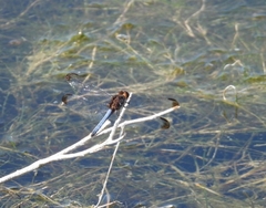 Erythrodiplax atroterminata