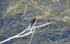 Erythrodiplax atroterminata