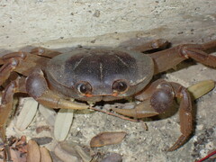 Gecarcinus
