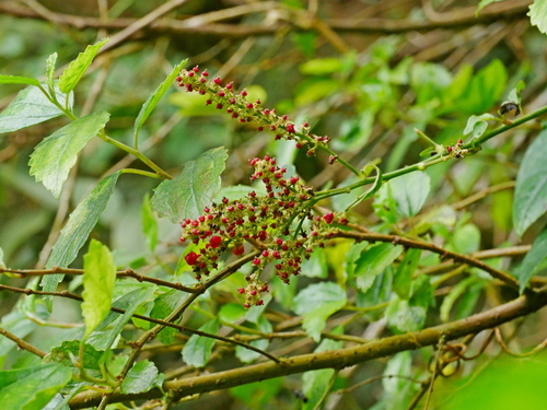 Image of Deeringia amaranthoides by (c) Jacy Chen, some rights reserved (CC BY)