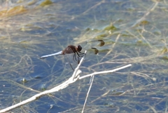 Erythrodiplax atroterminata