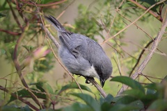 Microspingus cinereus