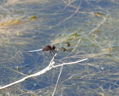 Erythrodiplax atroterminata