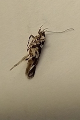 Aristotelia roseosuffusella