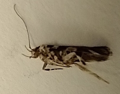 Aristotelia roseosuffusella