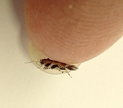 Aristotelia roseosuffusella