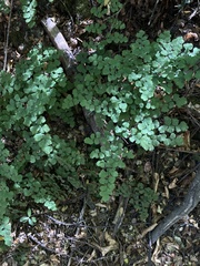 Adiantum chilense