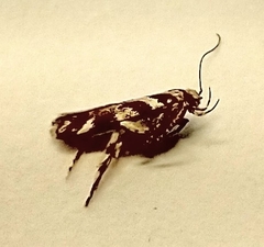 Aristotelia roseosuffusella