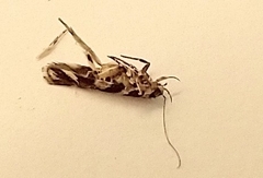 Aristotelia roseosuffusella