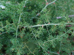 Asparagus multiflorus