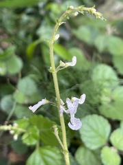 Plectranthus verticillatus