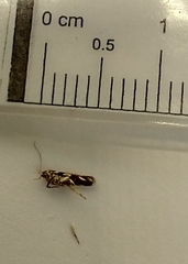 Aristotelia roseosuffusella