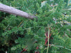 Asparagus multiflorus