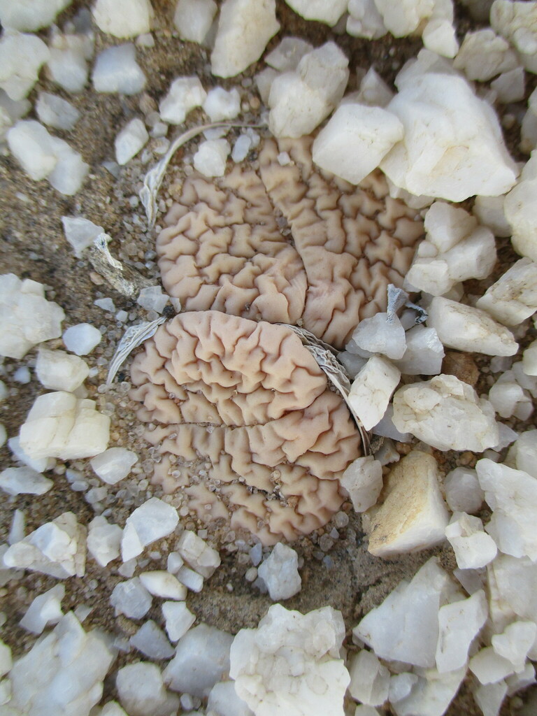 Lithops gracilidelineata