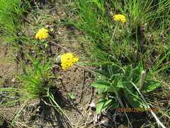 Helichrysum nudifolium
