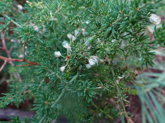 Asparagus multiflorus