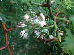 Asparagus multiflorus
