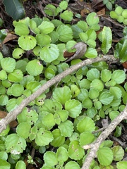 Plectranthus verticillatus