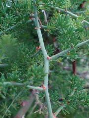 Asparagus multiflorus