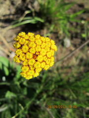 Helichrysum nudifolium