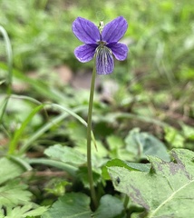 Viola inconspicua nagasakiensis