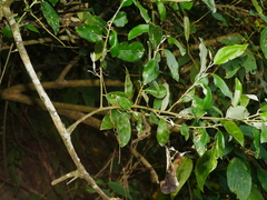(c) Jacy Chen, some rights reserved (CC BY) Elaeagnus formosensis, photograph (c) Jacy Chen, some rights reserved (CC BY)