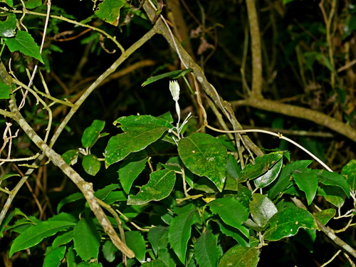 Elaeagnus formosensis, photograph 6
